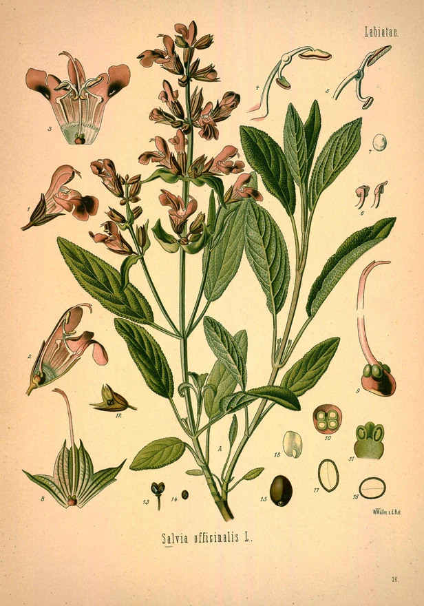 Atlasová botanická ilustrace šalvěje lékařské