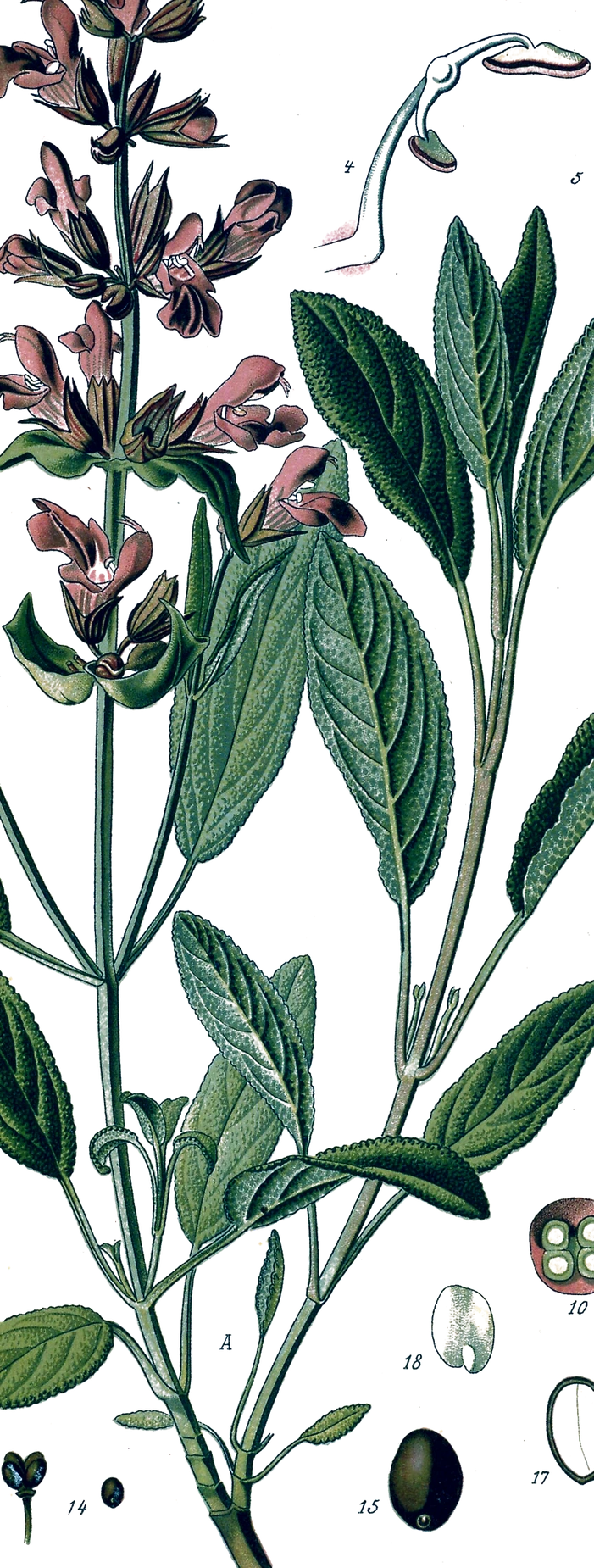 Atlasová botanická ilustrace šalvěje lékařské